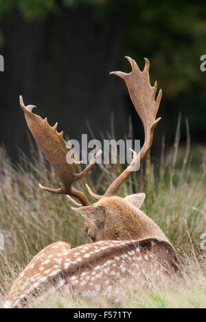 Hirsch liegend an Knole Park, Kent Stockfoto