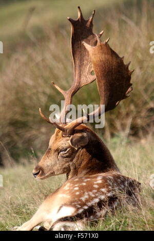 Hirsch liegend an Knole Park, Kent Stockfoto