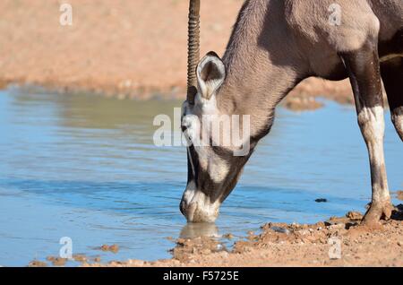 Oryx (Oryx Gazella), an einer Wasserstelle zu trinken, Kgalagadi Transfrontier Park, Northern Cape, Südafrika, Afrika Stockfoto