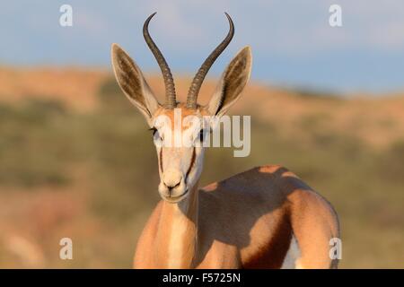 Springbock (Antidorcas Marsupialis), im Morgenlicht, Kgalagadi Transfrontier Park, Northern Cape, Südafrika, Afrika Stockfoto