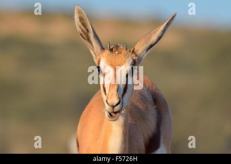 Junge Springbock (Antidorcas Marsupialis), Essen eine Blume im Morgenlicht, Kgalagadi Transfrontier Park, Südafrika Stockfoto