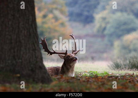 Hirsch liegend unter einem Baum an Knole Park, Kent Stockfoto