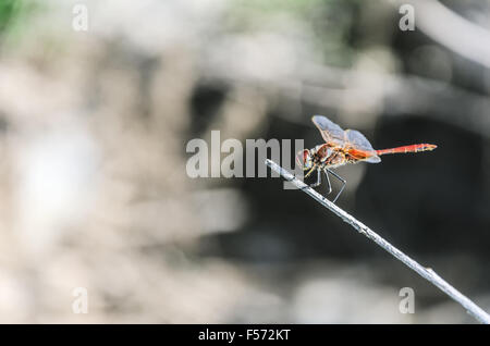 Eine Libelle ist ein Insekt aus der Unterordnung Anisoptera Stockfoto