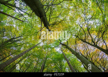 Gemischte Buche und Kiefer Wald, Baldachin.  Peak District National Park, Derbyshire Stockfoto