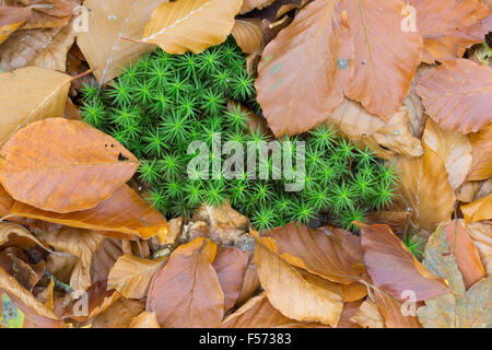 Gemeinsamen Haircap Moss, Polytrichum Commune und Buche Blätter im Herbst. Stockfoto