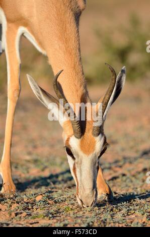 Springbock (Antidorcas Marsupialis), Weiden, im Abendlicht, Kgalagadi Transfrontier Park, Northern Cape, Südafrika Stockfoto