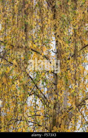 Doppelbelichtung Bild von einer Birke, Stockfoto