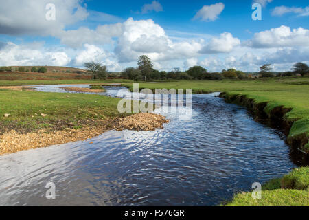 Herbst in der New Forest, Hampshire, Großbritannien Stockfoto