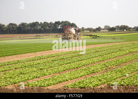 Spritze Spritzen Salat Ernte, Bawdsey, Suffolk, England, UK Stockfoto