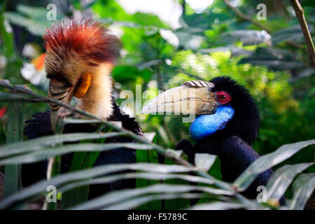 Leiter der männlichen bekränzt Hornbill im Seitenwinkel anzeigen. Kaution-Zoo. Indonesien Stockfoto