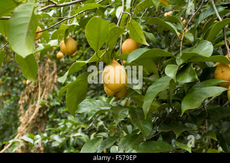 Rohe Muskatnuss hängen Muskatnuss Baum, Nord-Sulawesi, Indonesien Stockfoto