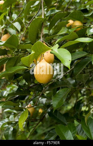 Rohe Muskatnuss hängen Muskatnuss Baum, Nord-Sulawesi, Indonesien Stockfoto