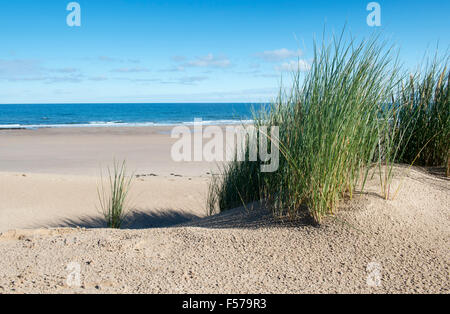 Ammophila Arenaria. Dünengebieten Grass wachsen in Sanddünen am Strand. Scremerston, Berwick nach Tweed, Northumberland, England. Stockfoto