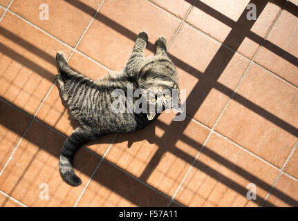 Britisch Kurzhaarkatze liegend auf Steinboden nachschlagen. Stockfoto