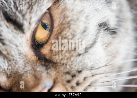 Auge der Katze in extremer Nahaufnahme. Britisch Kurzhaarkatze liegend und Blick in die Kamera mit fokussierten Blick. Stockfoto