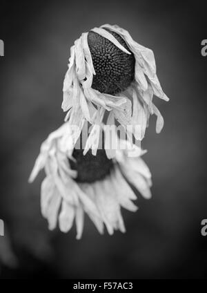 Nahaufnahme von getrockneten verwelkte Blumen im Garten Stockfoto