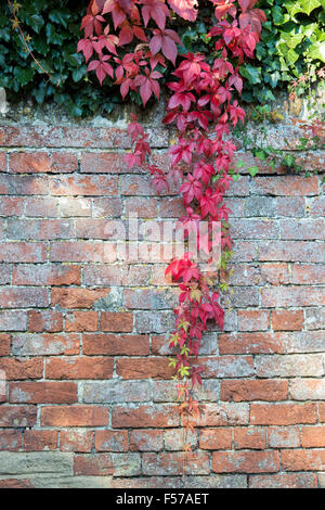 Parthenocissus Quinquefolia. Wildem Wein / American Efeu im Herbst gegen eine Mauer Stockfoto