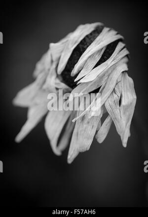 Stillleben mit getrockneten verwelkte Blume im Garten Stockfoto