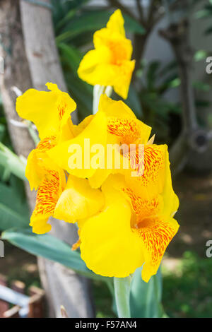 CANNA Blume im Garten Fotografie Stockfoto