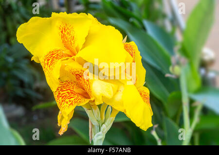 CANNA Blume im Garten Fotografie Stockfoto