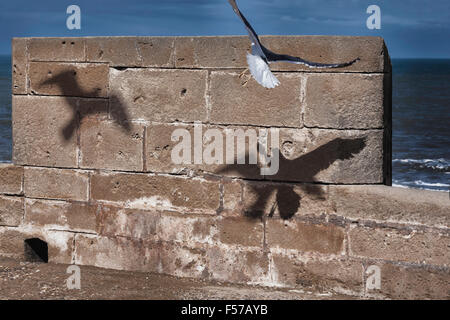 Fliegende Möwe Schatten gegen Steinmauer. Stockfoto
