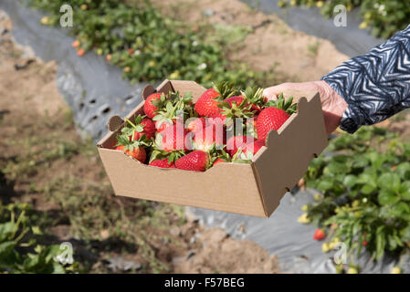 Kilo Größe Schachtel mit frischen Erdbeeren in einem Erdbeerfeld Western Cape Südafrika Stockfoto