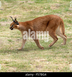 Karakal eine afrikanische Wildkatze Caracal Caracal Südafrika Stockfoto