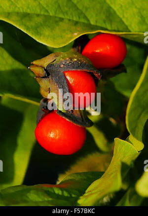 Stern-Magnolie Strauch mit roten Beeren, nicht in voller Blüte, in einem Vorort Vorgarten. Stockfoto