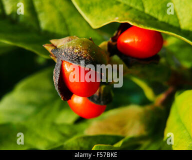 Stern-Magnolie Strauch mit roten Beeren, nicht in voller Blüte, in einem Vorort Vorgarten. Stockfoto