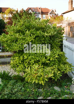 Stern-Magnolie Strauch mit roten Beeren, nicht in voller Blüte, in einem Vorort Vorgarten. Stockfoto