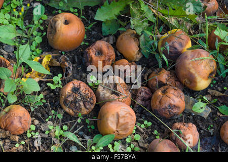 Faule Äpfel auf dem Boden. Stockfoto