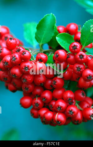 Coccinea rote Spalte Feuerdorn (Pyracantha) Nahaufnahme von roten Beeren im September, Somerset UK. Stockfoto