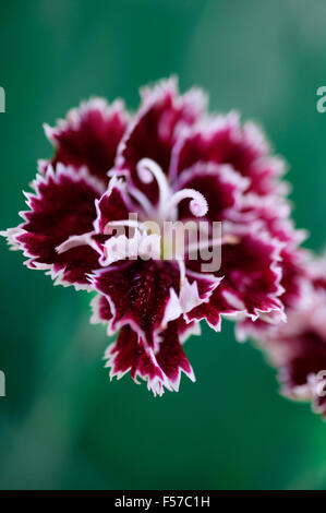 Dianthus 'Mendlesham Minx' (rosa). Nahaufnahme der Blüte im Sommer. Somerset UK. Stockfoto