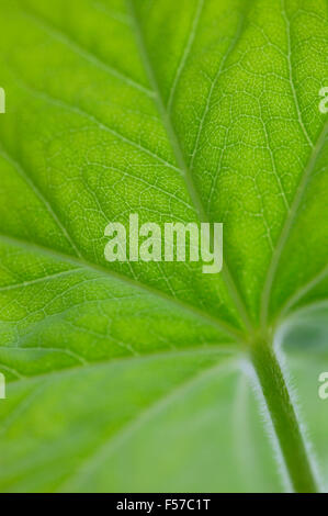 Alchemilla mollis (Lady's Mantle) Unterseite von Blatt und Stamm Stockfoto