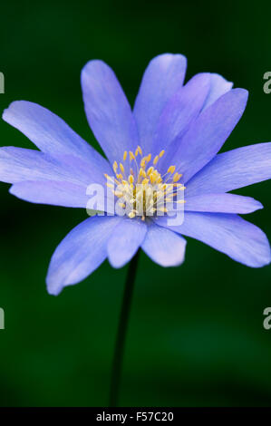 Blue Wood Anemone Nahaufnahme der Blume im April Gloucestershire UK Stockfoto