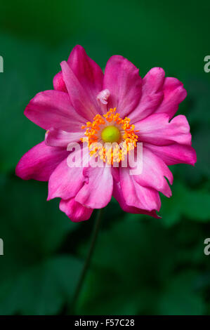 Anemone hupehensis var. japonica 'Bressingham Glow' (Windblume) Nahaufnahme einer einzelnen rosa Blume im Oktober Somerset UK Stockfoto