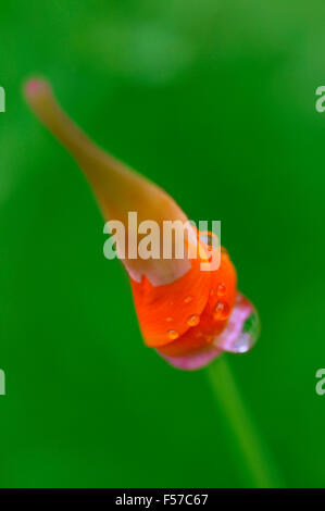 Eschscholzia (kalifornische Mohn). Nahaufnahme des lebendigen orange Flower Bud im Juli. Somerset UK. Stockfoto