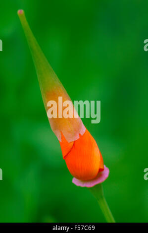 Eschscholzia (kalifornische Mohn). Nahaufnahme des lebendigen orange Flower Bud im Juli. Somerset UK. Stockfoto