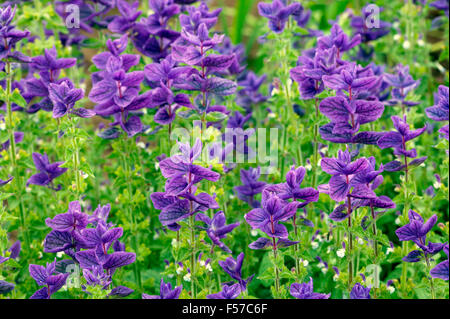 Salvia Viridis „Blue Denim“. Mittlere Aufnahme von blauen Blumen. Juli, Oxfordshire, Großbritannien. Stockfoto