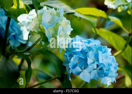 Hydrangea Macrophylla (Mophead Hortensie. Nahaufnahme der Blätter und blaue Blüten. Juli Gloucestershire UK. Stockfoto