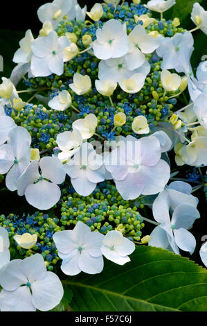 Hortensia Lacecap. Nahaufnahme von Blättern und blauen Blumen. Juli, Gloucestershire, Großbritannien. Stockfoto