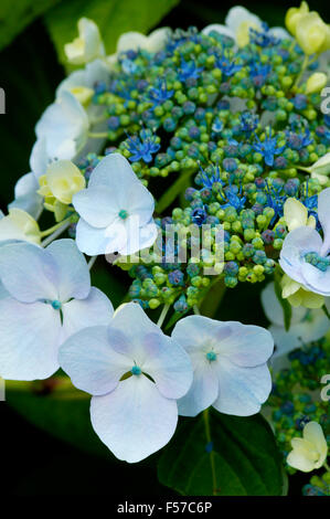 Hortensia Macrophylla Lacecap. Nahaufnahme von Blättern und blauen Blumen. Juli, Gloucestershire, Großbritannien. Stockfoto