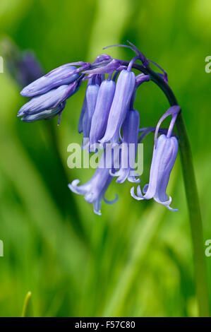 Endymion Hyacinthoides non-Scriptus (Glockenblume). Nahaufnahme eines einzigen blaue Blume. April Gloucestershire UK. Stockfoto