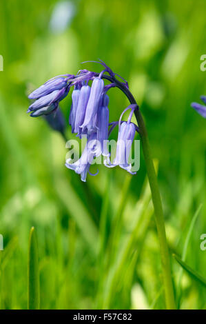 Endymion Hyacinthoides non-Scriptus (Glockenblume). Nahaufnahme eines einzigen blaue Blume. April Gloucestershire UK. Stockfoto