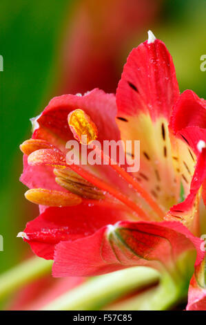 Alstromeria. Nahaufnahme einer rote und gelbe Blume. Stockfoto