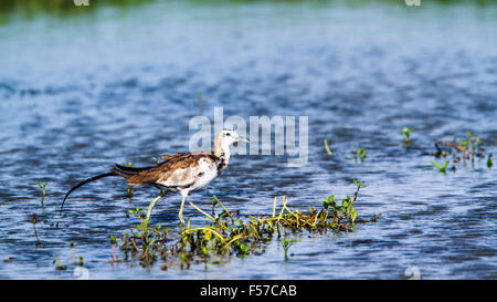 Fasan-tailed Jacana Specie Hydrophasianus chirurgus Stockfoto