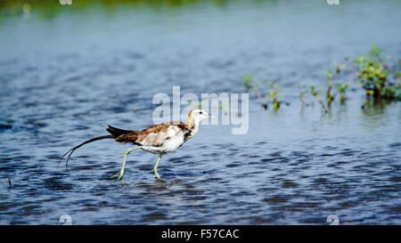 Fasan-tailed Jacana Specie Hydrophasianus chirurgus Stockfoto