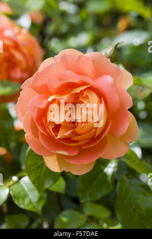 Rosa Pat Austin "Ausmum". Doppelte orange Rose. Stockfoto