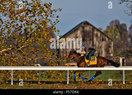 Lexington, Kentucky, USA. 29. Oktober 2015. 29. Oktober 2015: Amerikanisches Pharoah, von Bob Baffert geschult und im Besitz von Zayat Stables, LLC, Übungen in Vorbereitung auf den Breeders' Cup Classic bei Keeneland Race Track in Lexington, Kentucky am 29. Oktober 2015. Scott Serio/ESW/CSM/Alamy Live-Nachrichten Stockfoto