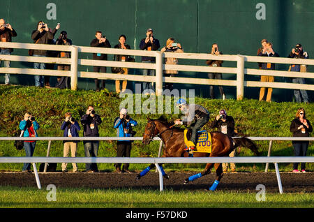 Lexington, Kentucky, USA. 29. Oktober 2015. 29. Oktober 2015: Amerikanisches Pharoah, von Bob Baffert geschult und im Besitz von Zayat Stables, LLC, Übungen in Vorbereitung auf den Breeders' Cup Classic bei Keeneland Race Track in Lexington, Kentucky am 29. Oktober 2015. Scott Serio/ESW/CSM/Alamy Live-Nachrichten Stockfoto